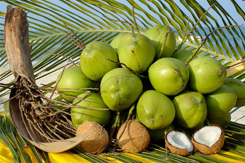 Cùi dừa trắng và nước dừa - nguồn dinh dưỡng tự nhiên