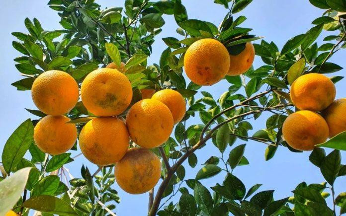Khám phá nét đặc sắc ẩm thực Nghệ An qua những món ngon nổi tiếng