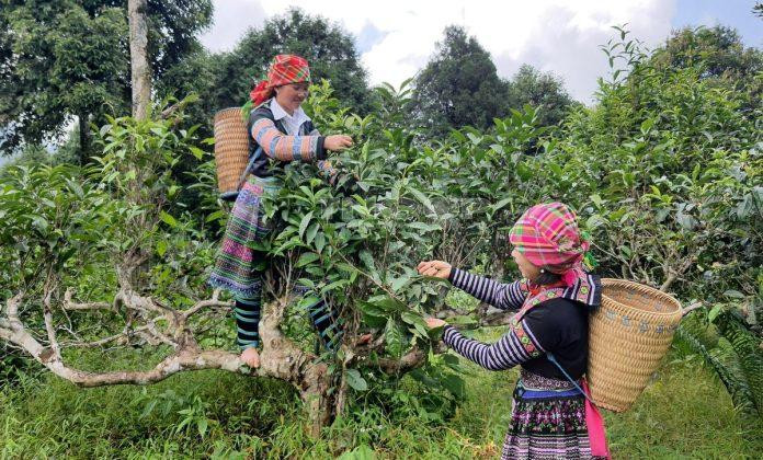Hái chè Shan Tuyết cổ thụ