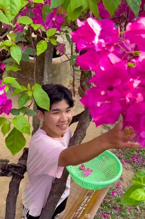 Hoa giấy giúp hạ sốt và trị ho hiệu quả