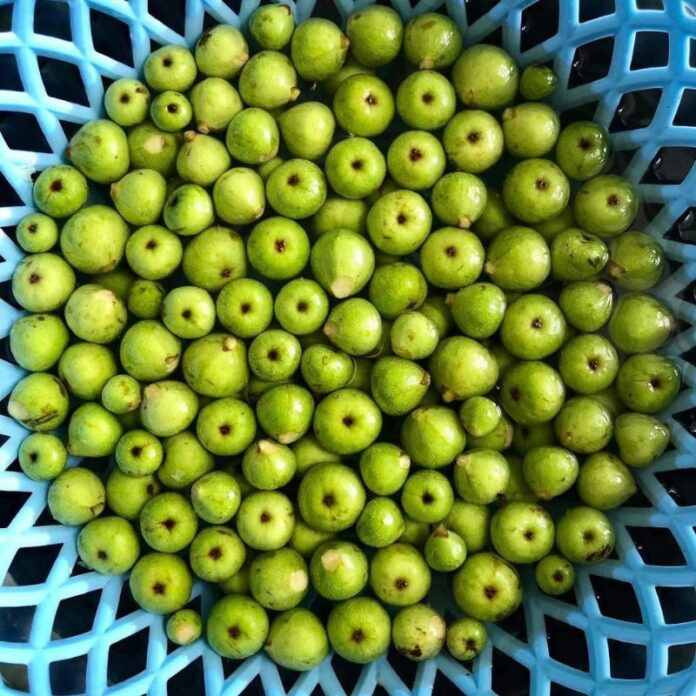 Lọ sung muối với màu sáng tự nhiên, thanh mát, giòn ngon