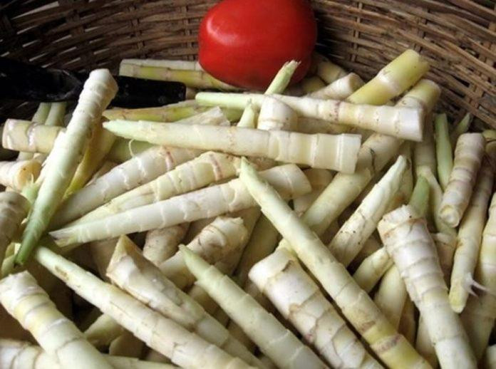 Măng Sặt tươi ngon từ Yên Bái