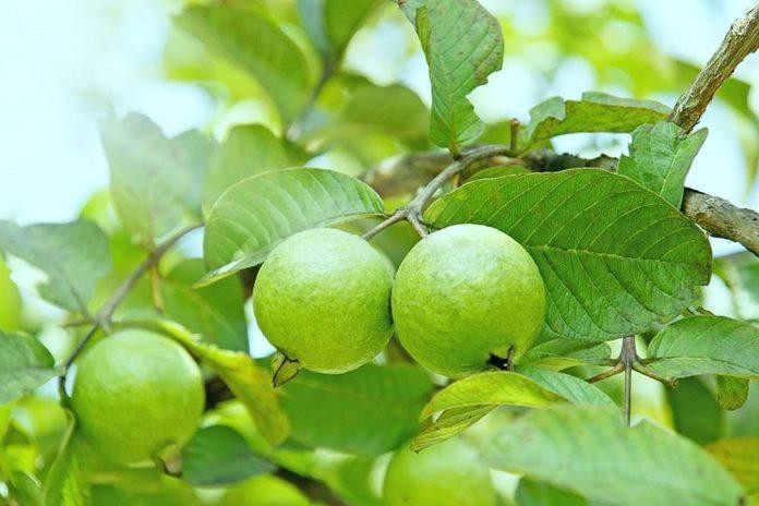 Top 10 Đặc Sản Nổi Bật Của Hải Dương Làm Quà Ý Nghĩa
