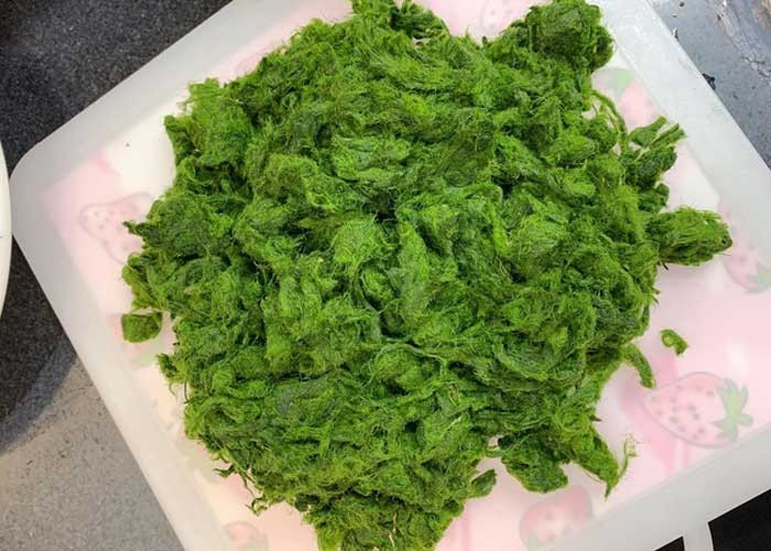 Rêu suối được sơ chế kỹ lưỡng trước khi nấu ăn