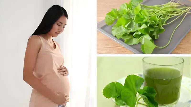 Bầu 3 tháng giữa uống rau má được không?