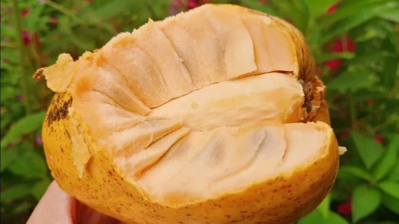 Bầu ăn bình bát được không? Giải đáp từ chuyên gia