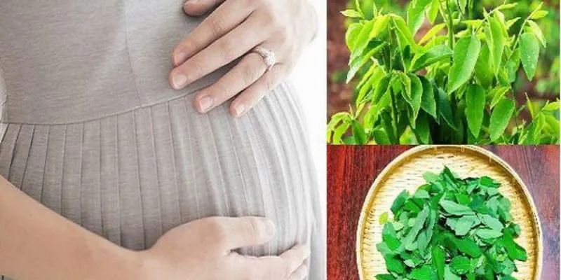Bầu Ăn Rau Ngót Được Không? Chuyên Gia Giải Đáp