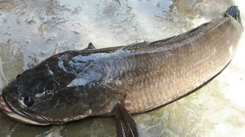 Bí quyết chọn và sơ chế cá tươi ngon