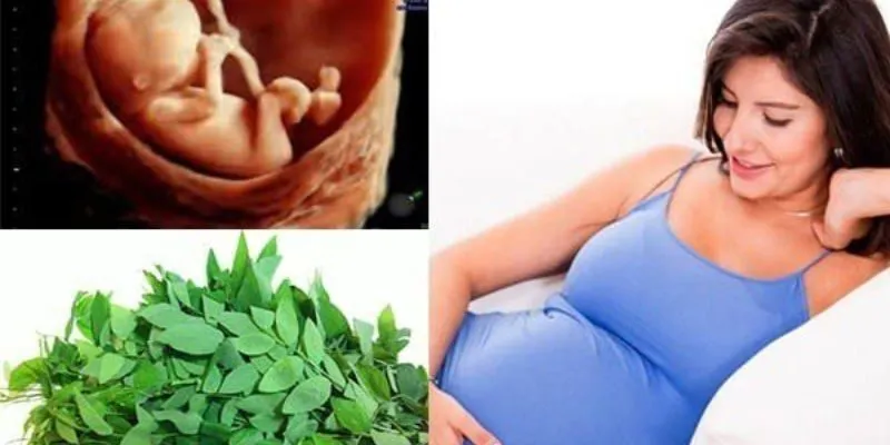 Cách ăn rau ngót an toàn cho mẹ bầu