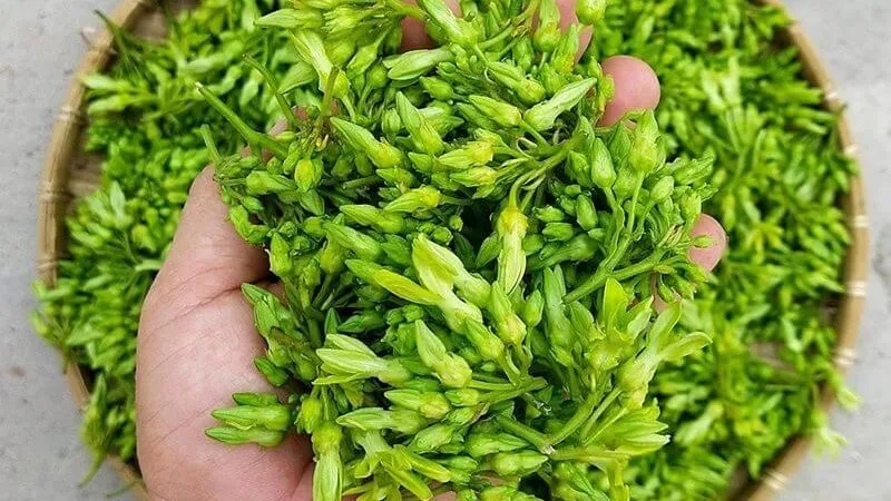 Hoa thiên lý là gì?