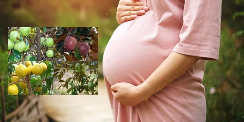 Lợi ích khi bầu ăn vú sữa đúng cách 