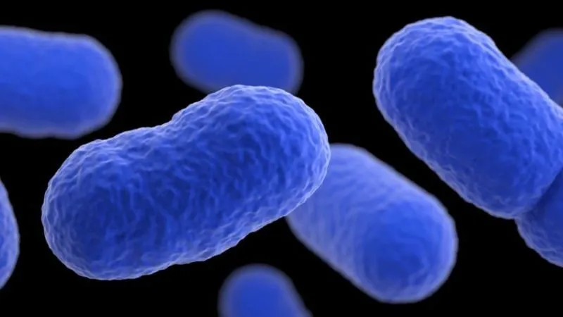 Nguy cơ nhiễm khuẩn Listeria