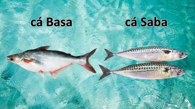 Phân biệt cá basa và cá saba