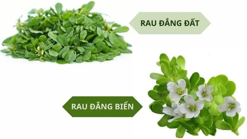 Rau đắng - Món quà từ thiên nhiên với hai diện mạo khác nhau