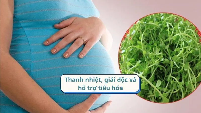 Thanh nhiệt, giải độc và hỗ trợ tiêu hóa