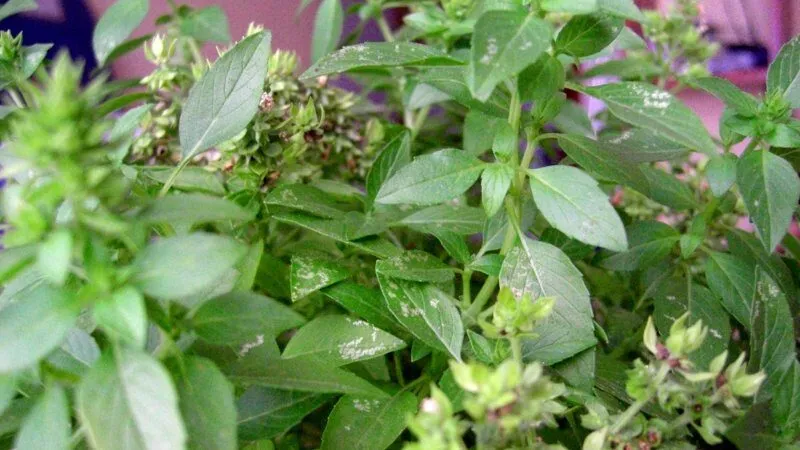 Tìm hiểu về đặc điểm và giá trị của lá é